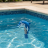 Thermomètre Dauphin - Accessoire Piscine Générique - Mesure Précise de Température - D-Work