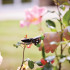 Sécateur 220 mm - Précision de Coupe - Idéal pour Jardinage - Silverline
